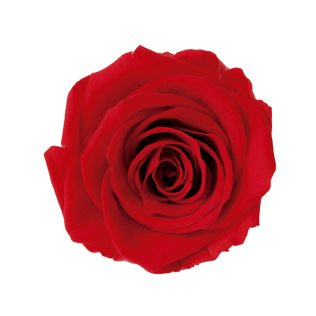 【プリザーブド】アモローサ/ティエラトレス ブライトレッド3輪/DD001102-030【01】 プリザーブドフラワー プリザーブドフラワー花材 バラ（ローズ）