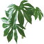 【人工観葉植物】YDM/ロックプランツヤツデ ※専用パーツが必要な商品です/GLMB011【01】【取寄】《 造花(人工観葉植物) 人工観葉植物「ら行」 その他「ら行」人工観葉植物 》