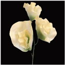 【造花】サンセイ/NY-049スイトピー #21オフホワイト/569315【10】 造花(アーティフィシャルフラワー) 造花 花材「さ行」 スイトピー