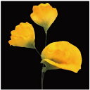【造花】サンセイ/NY-049スイトピー #11イエロー/569316【10】 造花(アーティフィシャルフラワー) 造花 花材「さ行」 スイトピー