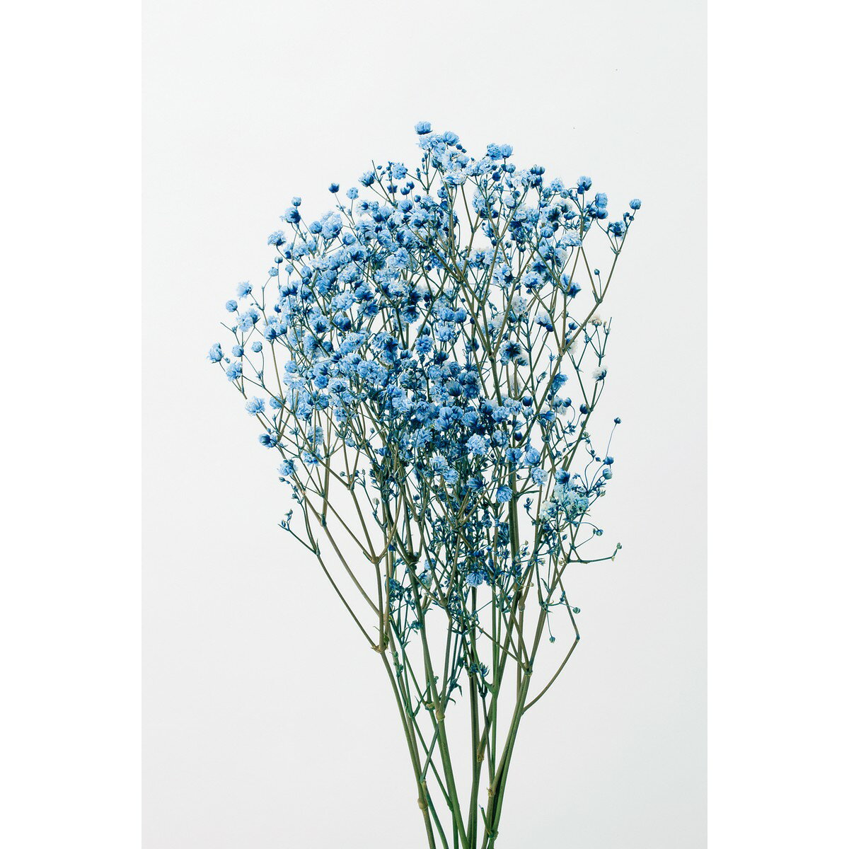 【プリザーブド】大地農園/アンティークプリザ・カスミ草 ブルー 約15g/00050-600【01】 プリザーブド..