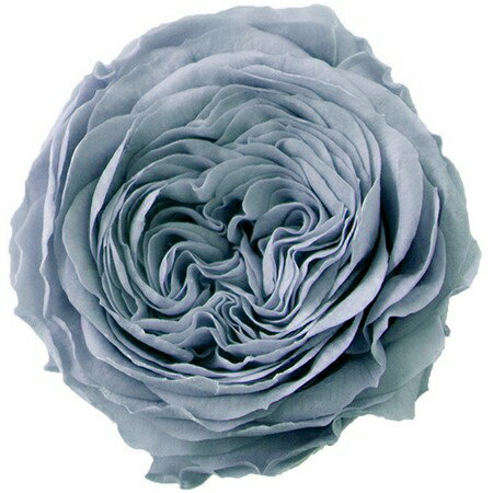 【プリザーブド】プリマヴェーラ/ナナ ガーデンローズ 8輪 アシュレーブルー/88435【01】 プリザーブドフラワー プリザーブドフラワー花材 バラ（ローズ）