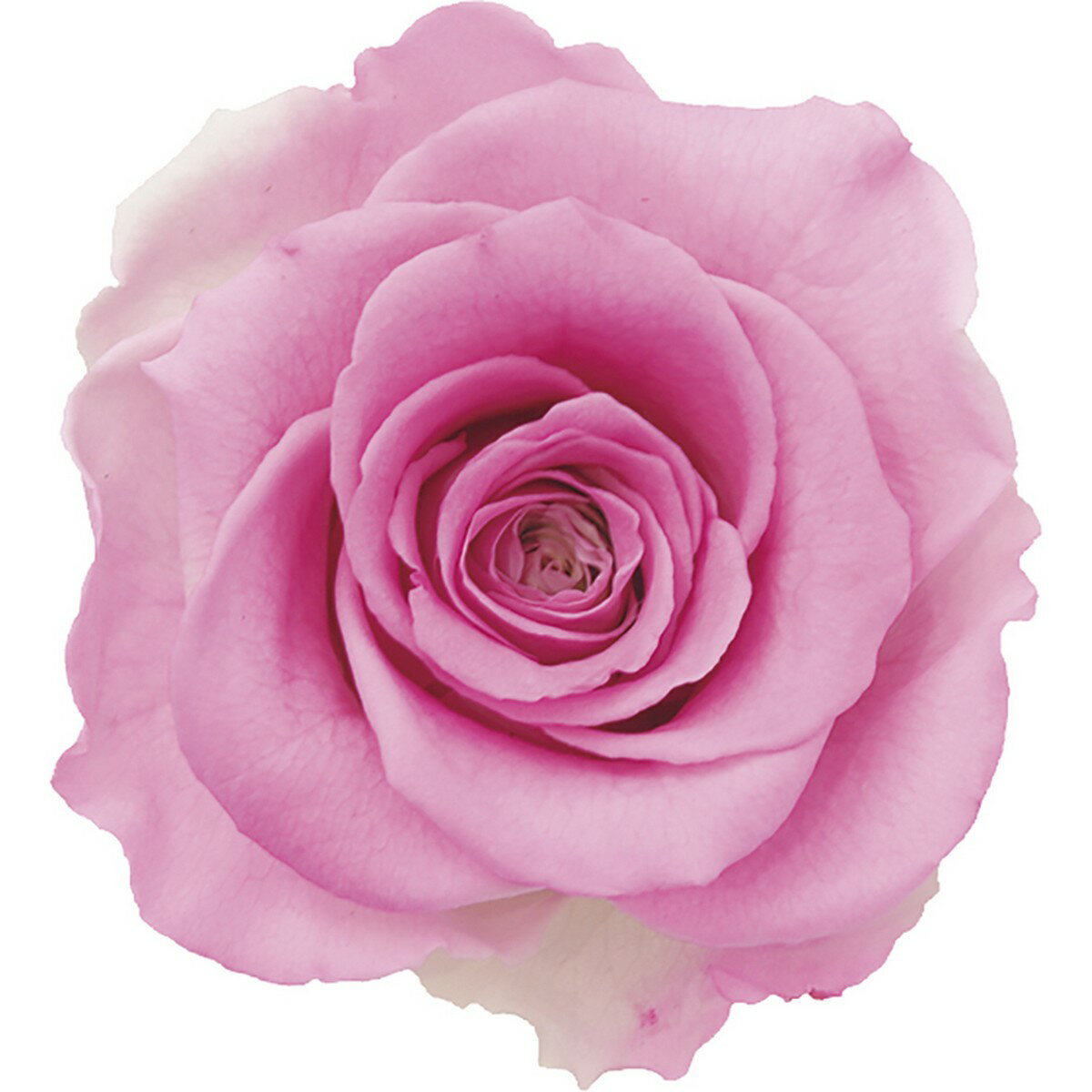 アモローサ/ティエラ6輪パリスピン...