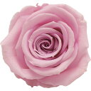 【サイズ】花の直径約：約4〜4.5cm、花の高さ：約4cm1箱6輪入り。ベルベットのような質感、肉厚の花びらなどアモローサの魅力はそのままに、サイズダウンを実現。アレンジメントしやすい中輪サイズで、上質なローズの共演が実現します。【アモローサとは】「ベルベットのような質感」「まるで生花のよう」「これがプリザーブドフラワー-」と驚きの言葉で表現されるアモローサローズ。南米エクアドルの専用薔薇園で育成された良質な薔薇の中から、厳しい基準をクリアしたものだけがプリザーブド加工され、さらに完成したプリザーブドローズの中から最上級に美しいものだけを選び出し、「AMOROSA」の名で流通させています。・プリザーブドフラワーは染料の染みや漏れが発生する場合があります。ご使用時も色移りにご注意ください。・自然素材につき色の吸い上げや着色には個体差があり、入荷により色目やサイズが多少異なる場合があります。・商品により個体差がありますが、プリザーブド薬液独特のにおいが強く感じられる場合があります。・亀裂や欠け等に関しましては、必要に応じて修復してご利用ください。【お取り寄せ商品について】※こちらはお取り寄せ商品となります。現在メーカーデータ上在庫のあるものを掲載させて頂いておりますがメーカー実在庫の欠品等によりご注文いただいた後に欠品が発生する場合がございます。その場合にはメールにてご案内をさせて頂きます。/【VAR：47505】4560488306927/20170825new/16v-003/bk-3002プリザーブドフラワー プリザーブドフラワー花材 バラ（ローズ）/0