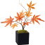 【造花】YDM/紅葉盆栽 オレンジ/GLA-1357-OR【01】【01】【取寄】《 造花(アーティフィシャルフラワー) 造花ギフト フラワーアレンジ 》