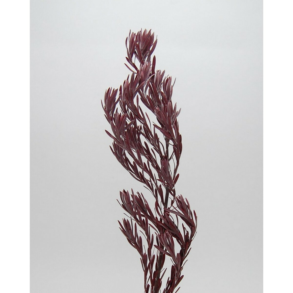 【プリザーブド】コアトレーディング/シルバーミスト 1〜2本 バーガンディ/10269【10】 プリザーブドフ..