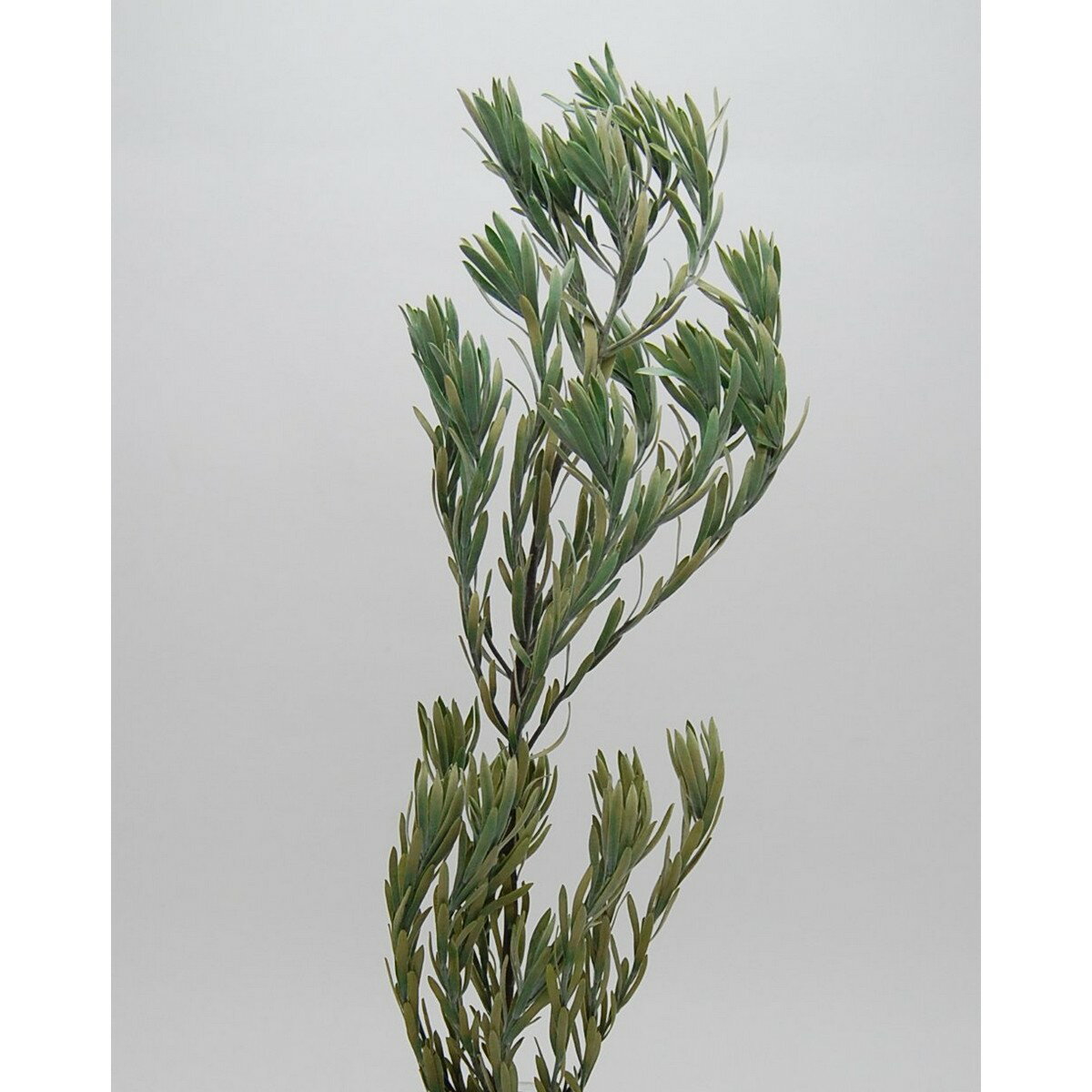 【プリザーブド】コアトレーディング/シルバーミスト 1〜2本 グリーン/10270【10】 プリザーブドフラワ..