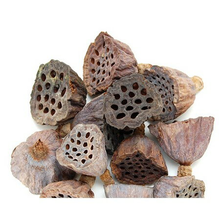 【ドライ】コアトレーディング/ハスヘッド・小 20個 2〜4cm ナチュラル/30152【10】 ドライフラワー ドライ実物＆フルーツ 木の実