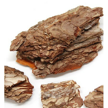 【ドライ】コアトレーディング/ポプラバーグ 約250g ナチュラル/18345【10】[5袋] ドライフラワー ドライ枝物 その他