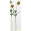 【造花】アスカ/スカビオサシード×2 NO.028G グリーンブラウン/A-33350-28【01】【取寄】《 造花(アーティフィシャルフラワー) 造花 花材「さ行」 スカビオサ 》