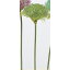 【造花】アスカ/アリウムピック NO.051A グリーン/A-33395-51【01】【取寄】《 造花(アーティフィシャルフラワー) 造花 花材「あ行」 アリウム 》
