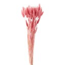 【ドライ】東京堂/ラグラス グァバ 約15g/FD004583-162【01】 ドライフラワー ドライフラワー花材 ラグラス