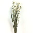 【ドライ】大地農園/アンモビューム 約25g N/10300-000【01】 ドライフラワー ドライフラワー花材 アンモビューム