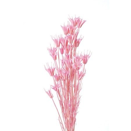 【ドライ】【小分け】大地農園/ニゲラオリエンタリス プリンセスピンク 約8g/10380-181【10】 ドライフ..