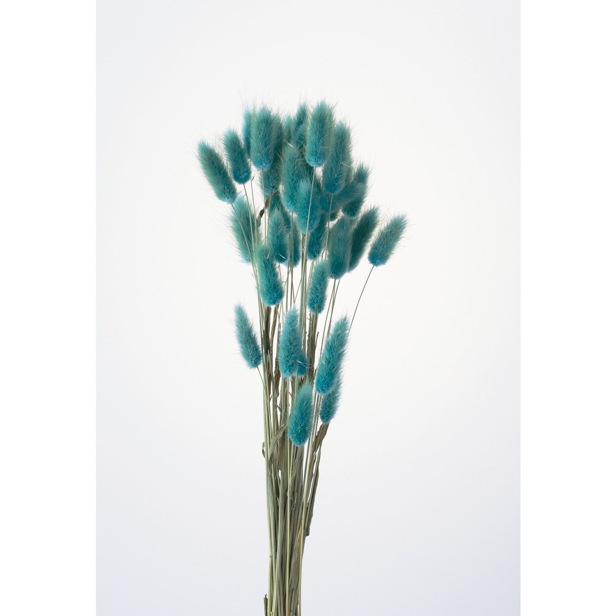 【ドライ】【小分け】大地農園/ラグラス 約4g ターコイズ/42050-630【10】 ドライフラワー ドライフラワー花材 ラグラス