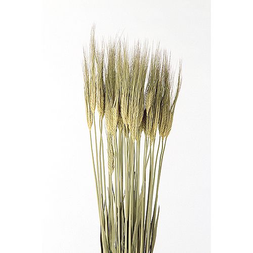 【ドライ】【小分け】東花/大麦 N/グリーン 約13本/60090【10】 ドライフラワー ドライ穂物 麦 ムギ