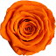 【プリザーブド】アモローサ/ティエラ　6輪入り　ブライトオレンジ/1101-43【07】【取寄】 プリザーブドフラワー プリザーブドフラワー花材 バラ（ローズ）