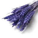 【ドライ】フロールエバー/トリーゴ ドライ 約30g パープル/FLDR0020-960【01】 ドライフラワー ドライ穂物 麦 ムギ