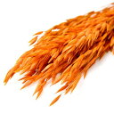 【ドライ】フロールエバー/アベーナ ドライ 約30g オレンジ/FLDR0021-820【01】 ドライフラワー ドライ穂物 麦 ムギ