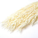 【ドライ】フロールエバー/アベーナ ドライ 約30g ナチュラル/FLDR0021-910【01】 ドライフラワー ドライ穂物 麦 ムギ