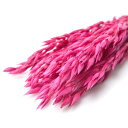 【ドライ】フロールエバー/アベーナ ドライ 約30g ダークピンク/FLDR0021-930【01】 ドライフラワー ドライ穂物 麦 ムギ