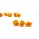 【ドライ】コアトレーディング/チェスト・ハースク 約40g オレンジ/10727【10】【取寄】 ドライフラワー ドライ実物＆フルーツ 木の実