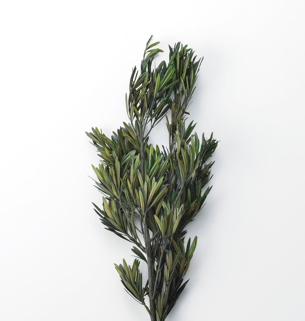 【ドライ】Paseo/イヌマキ 約100g/XJ-15GR【01】[2束] ドライフラワー ドライ葉物 葉物