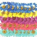 即日 【ドライ】押し花 ノースポール染めミックス(5色) 4...