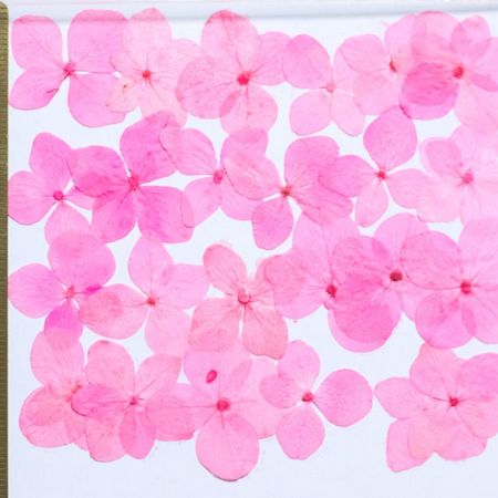 【ドライ】押し花アジサイ24輪ピンク染め/1-114K【01】【取寄】