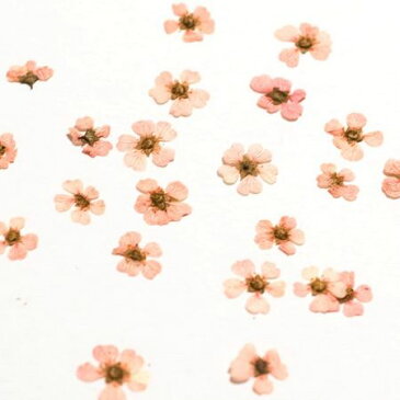 【ドライ】押し花 ネイル用小花 24輪 薄ピンク/1-2240K【01】【取寄】ドライフラワー 押し花 手作り 材料