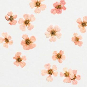 【ドライ】押し花 ネイル用小花 24輪 薄ピンク/1-2240K【01】【取寄】ドライフラワー 押し花 手作り 材料