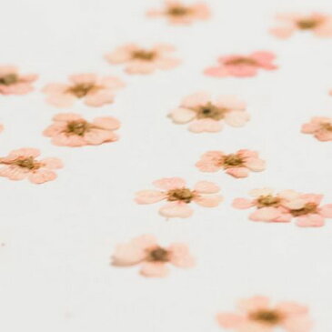 【ドライ】押し花 ネイル用小花 24輪 薄ピンク/1-2240K【01】【取寄】ドライフラワー 押し花 手作り 材料