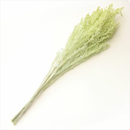 【プリザーブド】ソリダゴ　シトラスグリーン　3本/FL470-64【01】 プリザーブドフラワー プリザーブド..