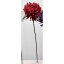 【造花】アスカ/マム レッド/A-73343-002【01】【取寄】 造花(アーティフィシャルフラワー) 造花 花材「か行」 キク(菊)・ピンポンマム 手作り 材料