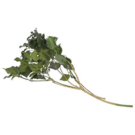 【プリザーブド】フロールエバー/ヘデラ アルボレア 約70g グリーン/FL874-800【01】 プリザーブドフラワー プリザーブドグリーン 葉物