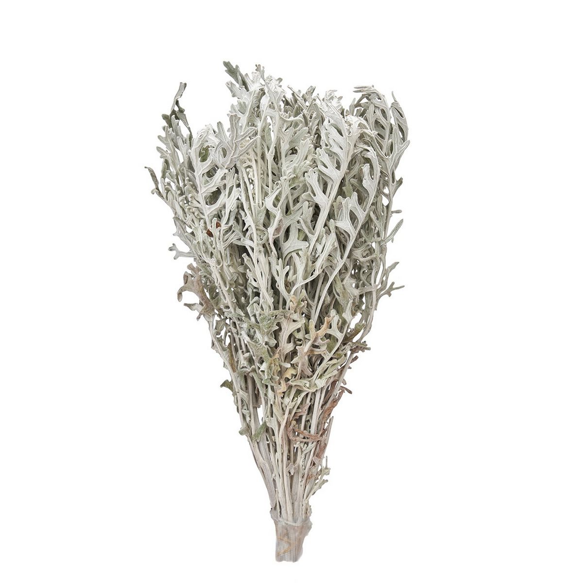 【ドライ】白妙菊 ダイヤモンド 約50g入り/FD003073【01】【取寄】 ドライフラワー ドライフラワー花材 その他ドライフラワーのサムネイル