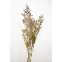 【ドライ】大地農園/カスピア・ドライ N/42140-000【01】 ドライフラワー ドライフラワー花材 その他ドライフラワー