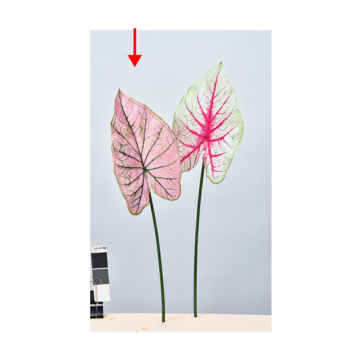 アスカ/カラジューム ピンクグリーン/A-43682-3G 造花（アーティフィシャルフラワー） 造花葉物、フェイクグリーン その他の造花葉物・フェイクグリーン