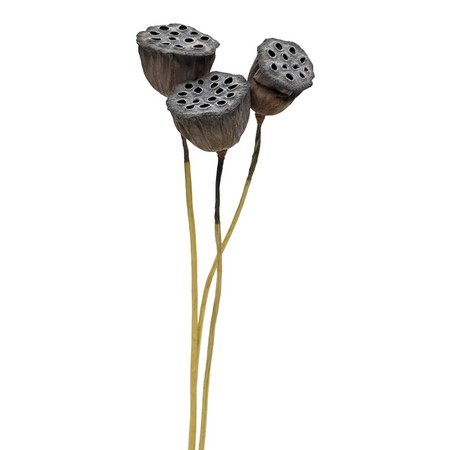 【ドライ】コアトレーディング/蓮の実 大・ステム付き 約3本 ナチュラル/17296【10】[5束] ドライフラワー ドライ実物＆フルーツ 木の実のサムネイル