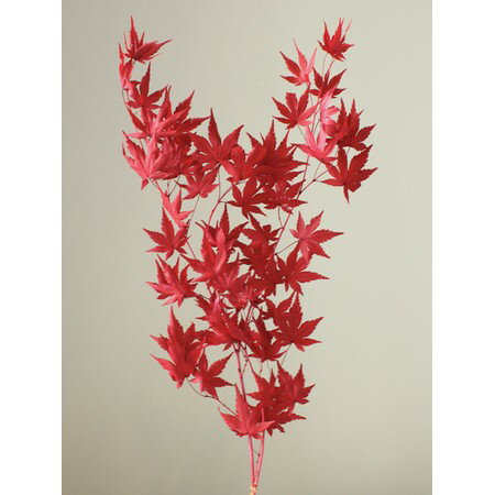 【プリザーブド】大地農園/モミジ・ショート　約9g　レッド/02245-300【01】【取寄】 プリザーブドフラワー プリザーブドグリーン 葉物のサムネイル