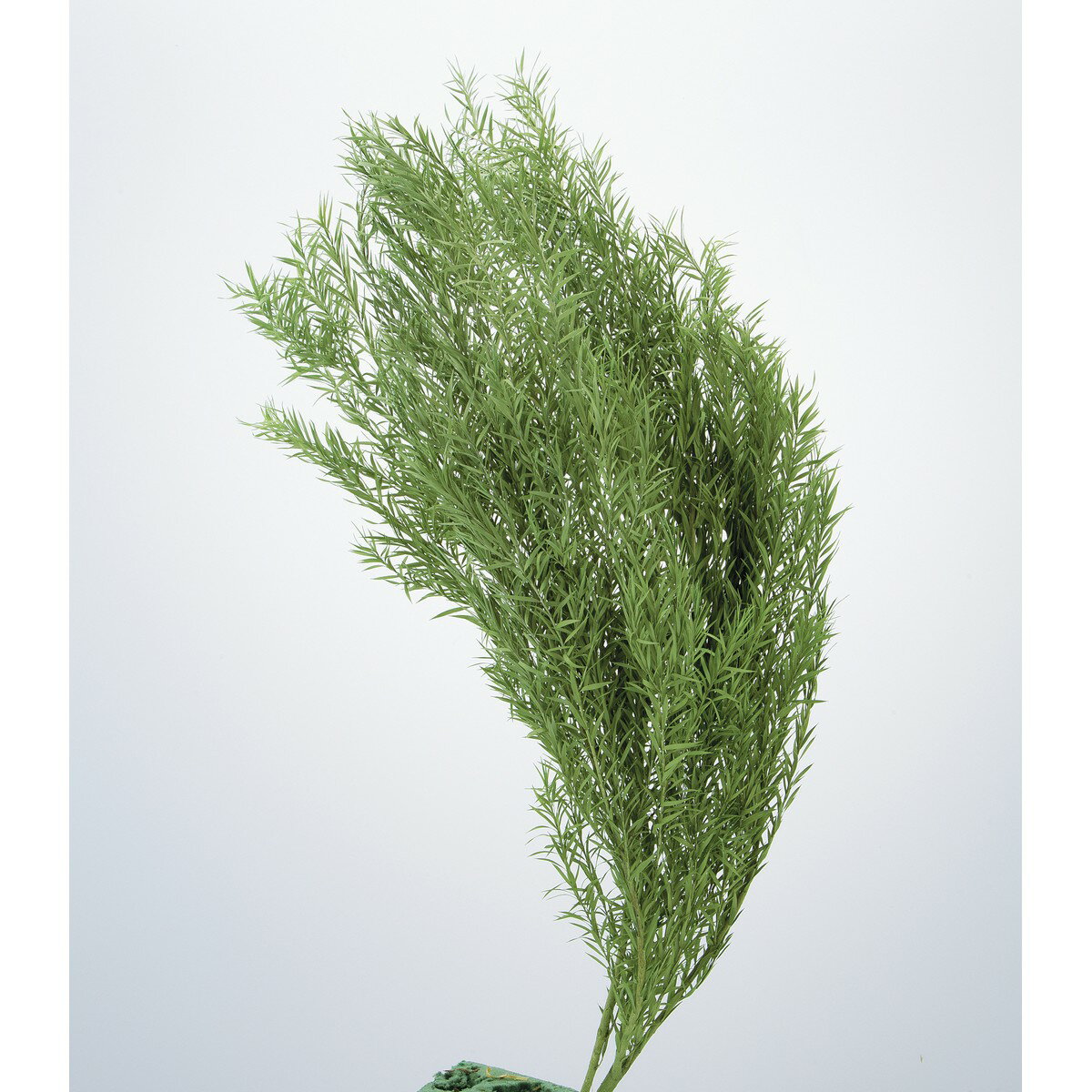 大地農園/ティーツリー（メラレウカ） 40g パウダーグリーン/01250-732 プリザーブドフラワー プリザーブドグリーン 葉物