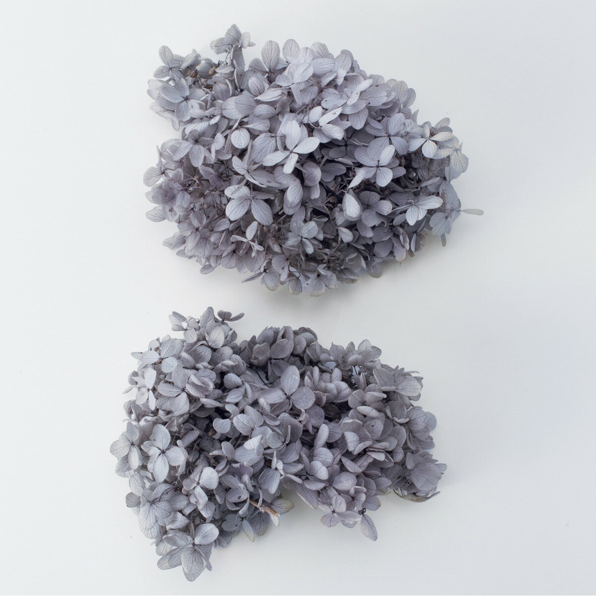 【プリザーブド】大地農園/ピラミッドアジサイ・ヘッド パールグレー/01510-871【01】 プリザーブドフ..
