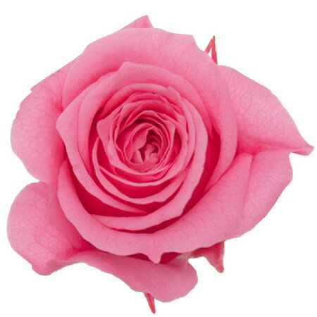 プリマヴェーラ/ミニーニローズ 8輪 ピンク/86607 プリザーブドフラワー プリザーブドフラワー花材 バラ（ローズ）