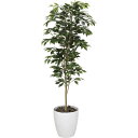 【直送】【人工観葉植物】YDM/ベンジャミン1.8m/GLPA-051 ※返品・代引・キャンセル不可【30】 造花(アーティフィシャルフラワー) 造花葉物 造花...