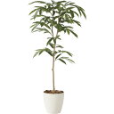 【直送】【人工観葉植物】YDM/アムステルラバーキング1.8m/GLPA-058 ※返品・代引・キャンセル不可【30】 造花(アーティフィシャルフラワー) 造花...