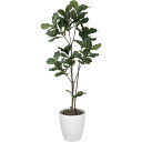 【直送】【人工観葉植物】YDM/カシワバゴム1.8m/GLPA-061 ※返品・代引・キャンセル不可【30】 造花(アーティフィシャルフラワー) 造花葉物 造花...