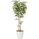 【直送】【人工観葉植物】YDM/ケヤキ1.8m/GLPA-064 ※返品・代引・キャンセル不可【30】 造花(アーティフィシャルフラワー) 造花葉物 造花・人工...