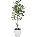 【直送】【人工観葉植物】YDM/白樺シングル1.8m/GLPA-065 ※返品・代引・キャンセル不可【30】 造花(アーティフィシャルフラワー) 造花葉物 造花...