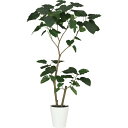 【直送】【人工観葉植物】YDM/ウンベラータ1.5m/GLPT-211 ※返品・代引・キャンセル不可【30】 造花(アーティフィシャルフラワー) 造花葉物 造花...