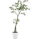 【直送】【人工観葉植物】YDM/ガジュマル1.5m/GLPT-214 ※返品・代引・キャンセル不可【30】 造花(アーティフィシャルフラワー) 造花葉物 造花・...